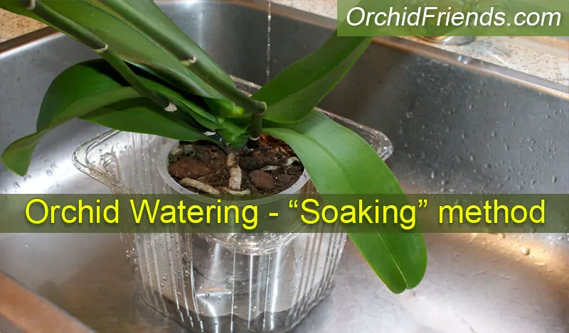 Correct watering of your orchid