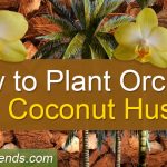 How to Plant Orchids in Coconut Husk