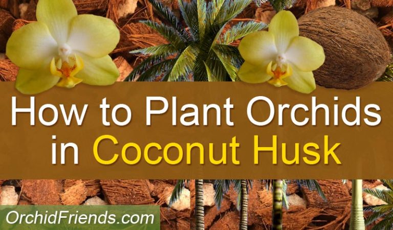 How To Plant Orchids In Coconut Husk 1a 768x450 