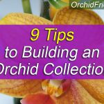 Building an Orchid Collection - 9 Tips