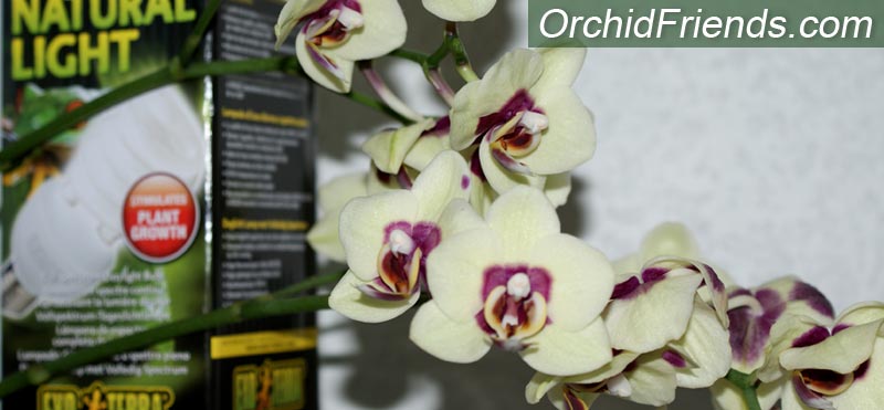 Artificial Light for your Orchid Collection