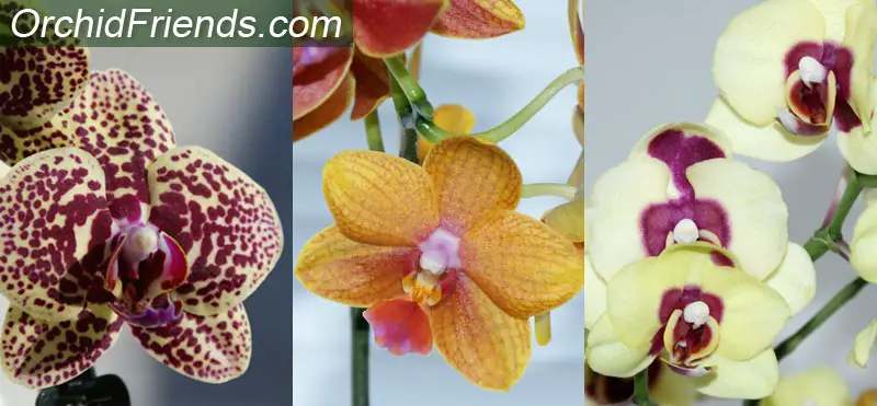 What orchids to collect