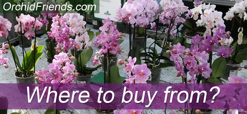 Where to buy orchids from?