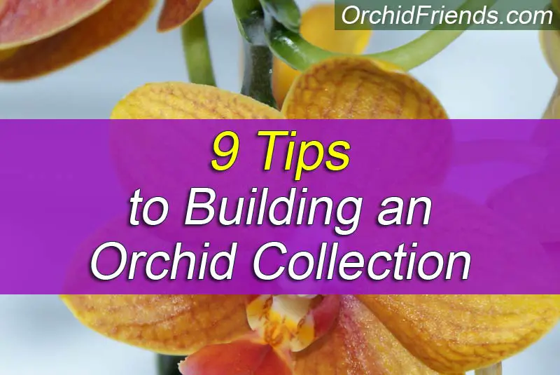 9 Tips to Building an Orchid Collection