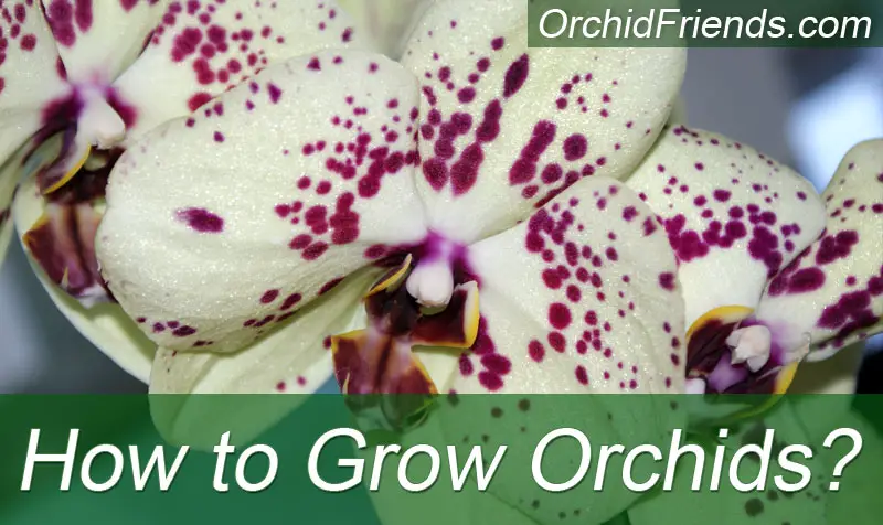 How to Grow Orchids