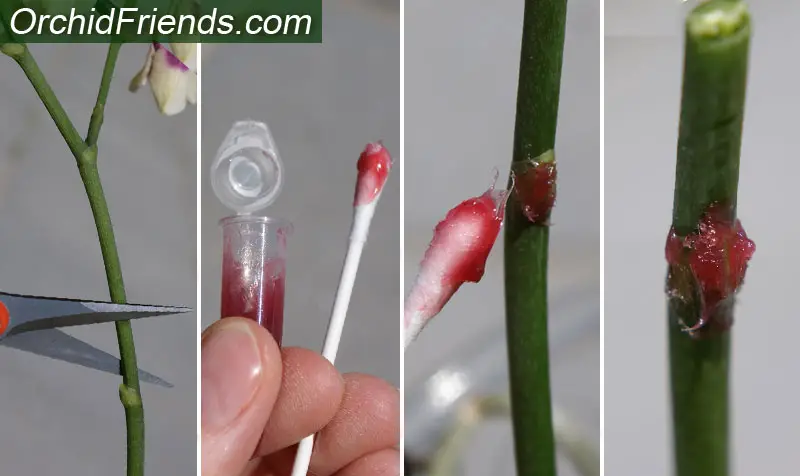 How to apply keiki paste on orchid