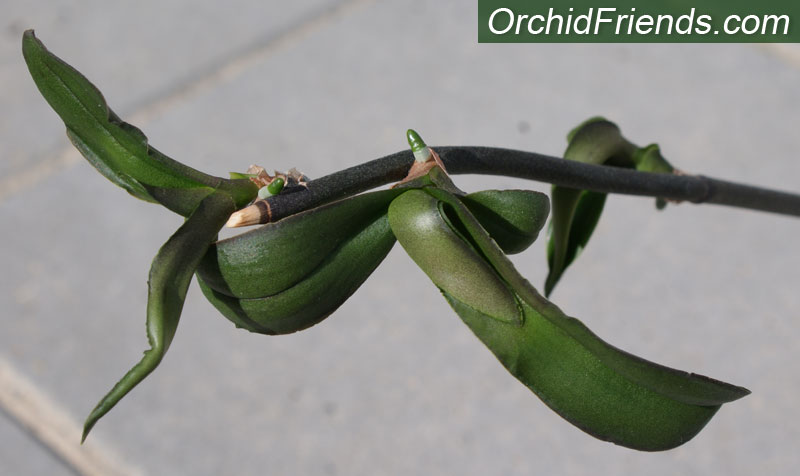 How detach a keiki from mother orchid