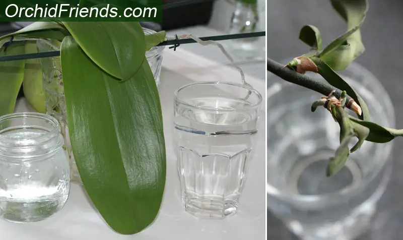 Humidity water bowls for orchids