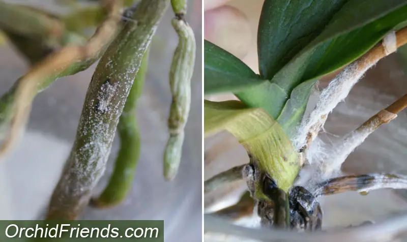 Mold and Rotting in Water Culture for Orchids