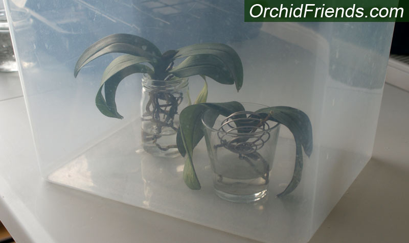 Orchid Humidity box