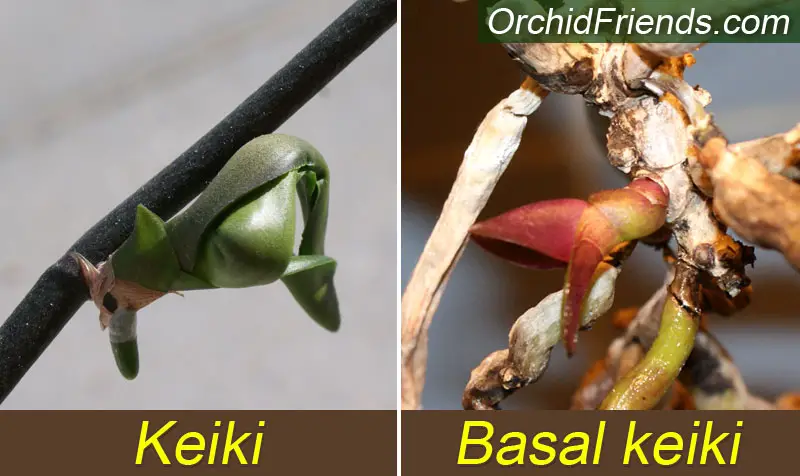 Orchid Keiki and Basal Keiki