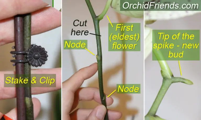 How to Grow Orchids Step-by-Step - Orchid Friends