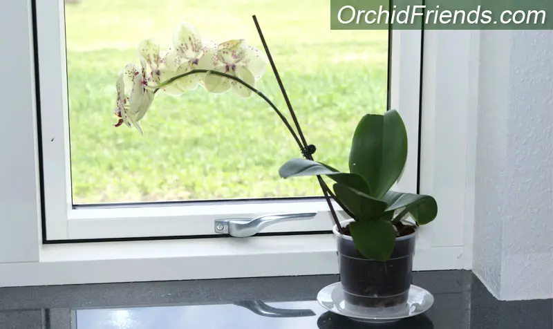 Placement indoors for orchids