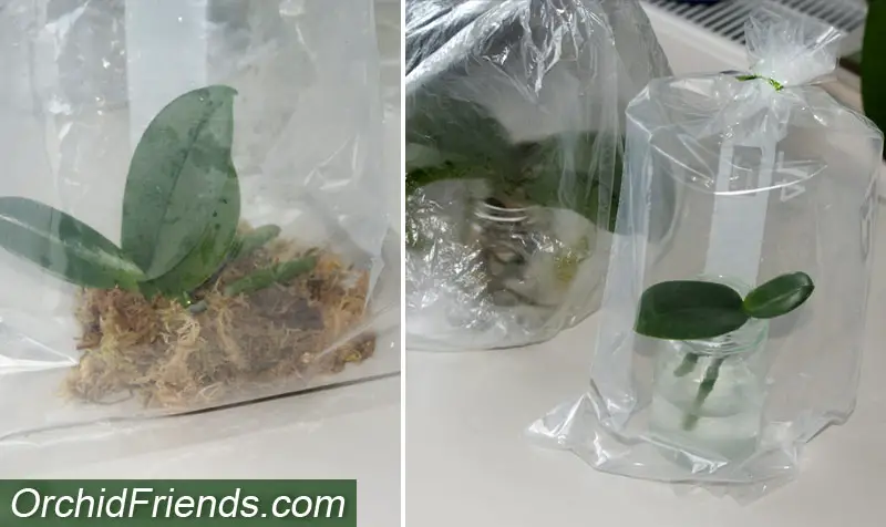 Plastic bag method for dehydrated orchids