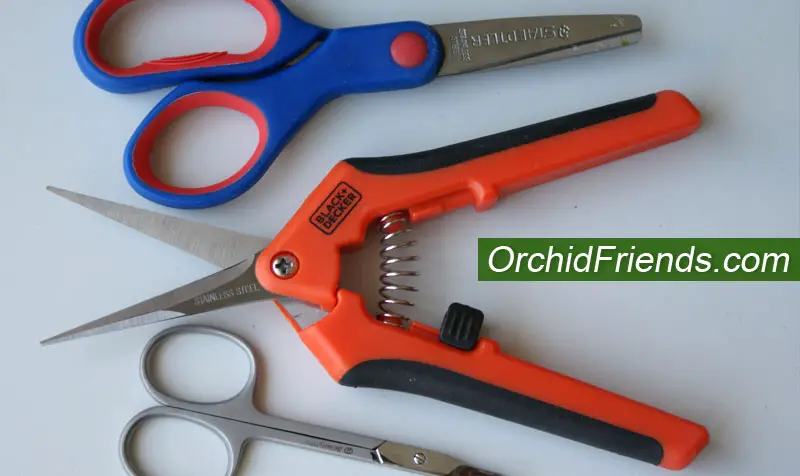 Pruners and scissors for orchids