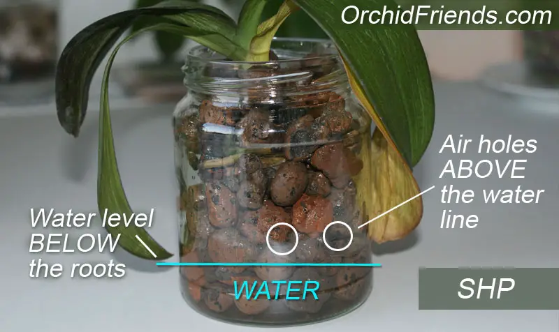 Semi-Hydroponics for Orchids