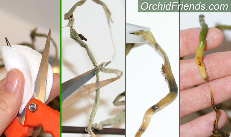 Trimming orchid roots
