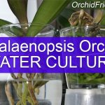 Phalaenopsis Orchid Water Culture