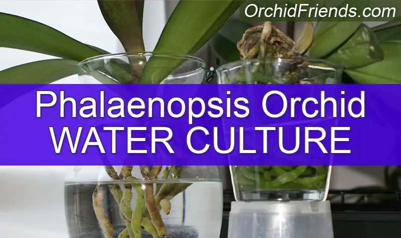 Phalaenopsis Orchid Water Culture