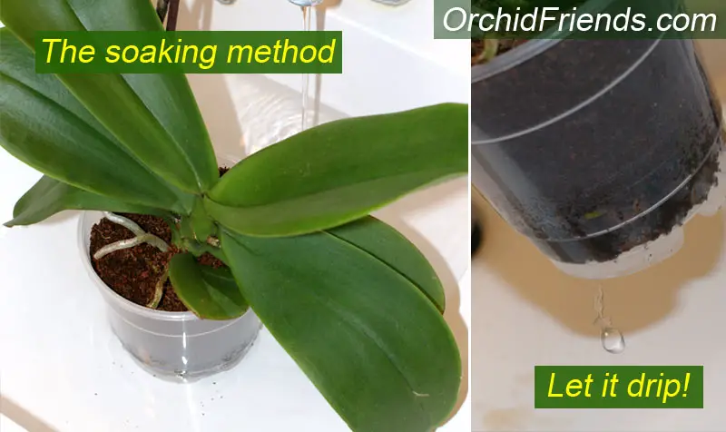 Water orchid properly