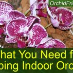 What you need for keeping indoor orchids