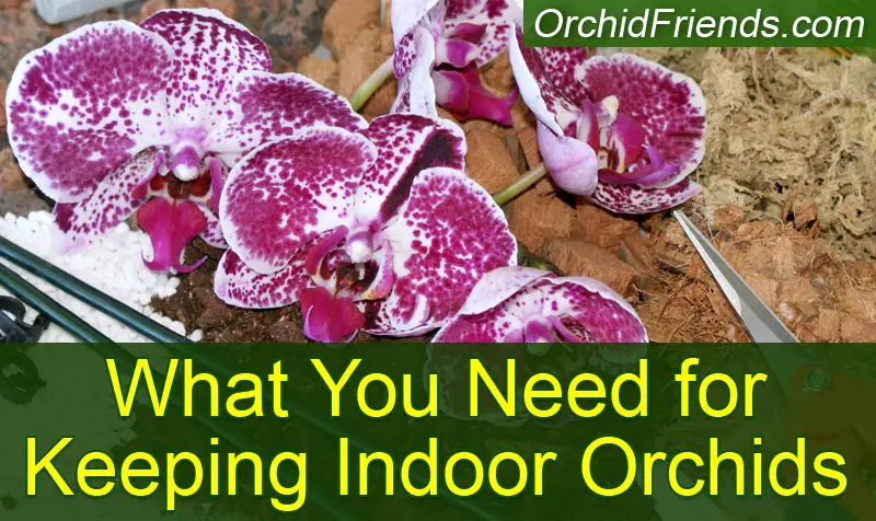 What you need for keeping indoor orchids