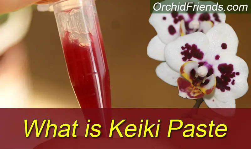 What is orchid keiki paste?