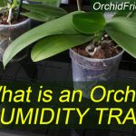 What is a humidity tray for orchids?