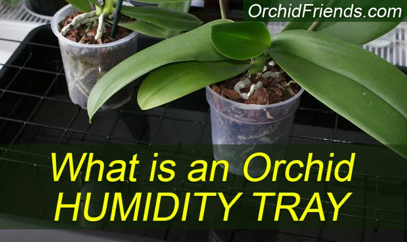 What is a humidity tray for orchids?