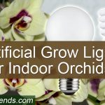 Do Indoor Orchids need artificial growth lamps?