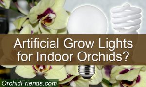 Do Indoor Orchids need artificial growth lamps?