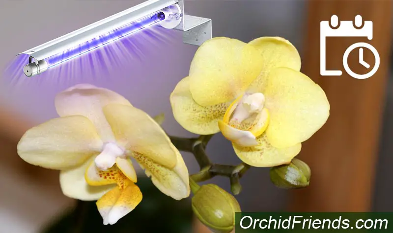 Timing artificial grow lights for orchids