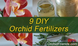 9 Great Homemade Orchid Fertilizers