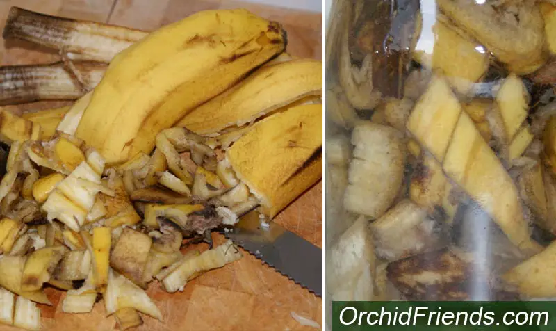 Banana water for orchids