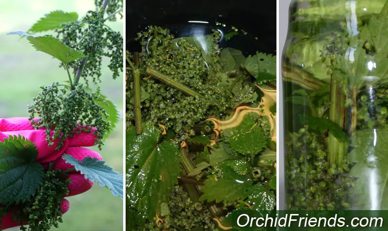 Nettle tea water for orchids