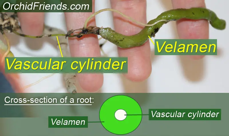 Anatomy of Orchid Root