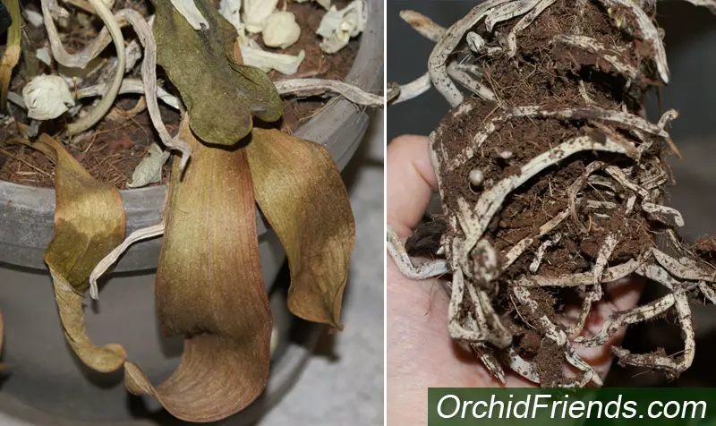 Dehydrated Phalaenopsis Orchid