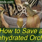 How to Save a Dehydrated Orchid