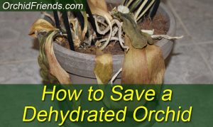 How to Save a Dehydrated Orchid