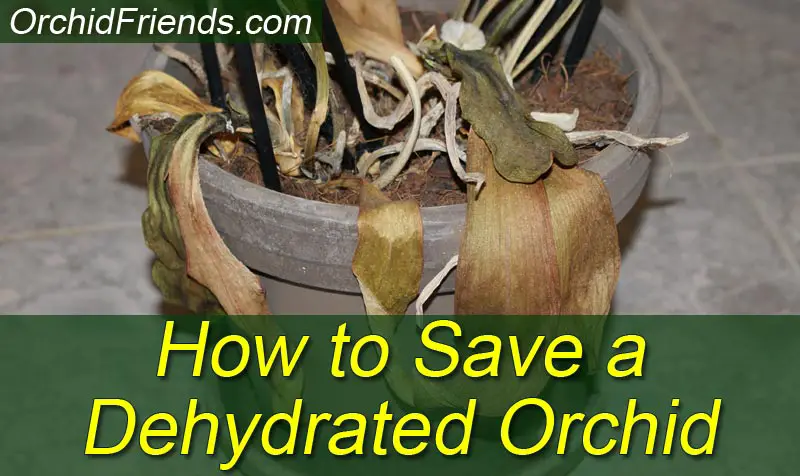 How to Save a Dehydrated Orchid