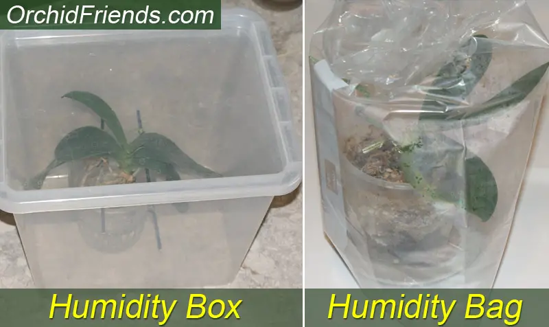 Humidity box for dehydrated orchid, plastic bag