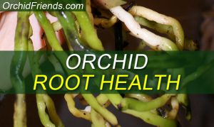Orchid Root Health