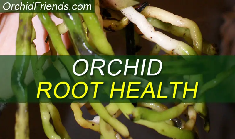 Orchid Root Health