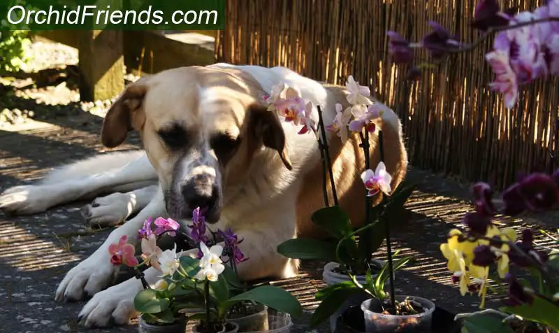 Phalaenopsis orchid pet-safety