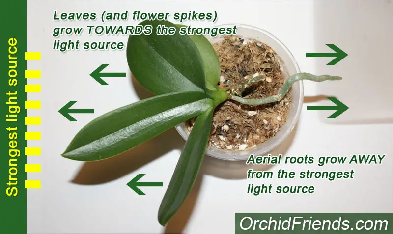 Orchid root growth