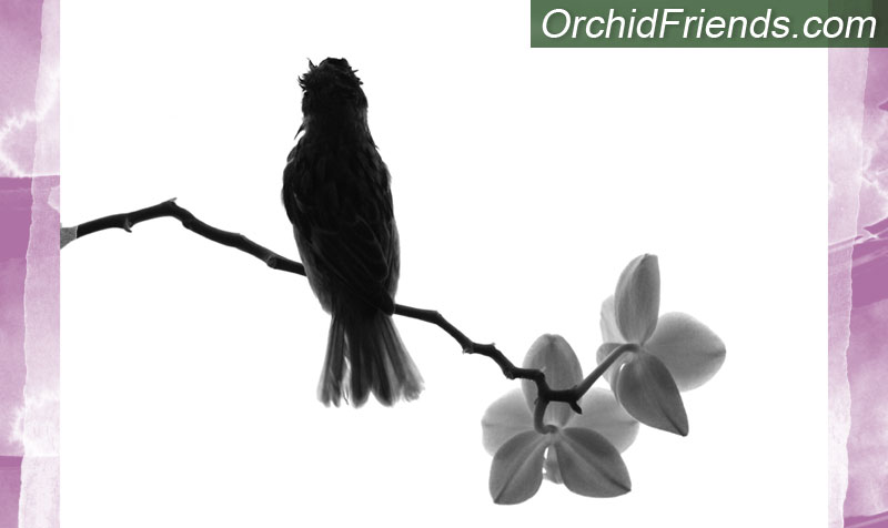 Orchids Pet-Safe