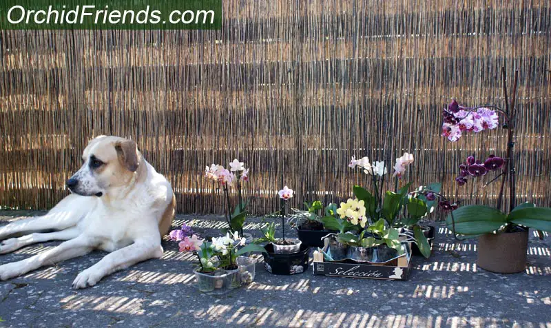 are cymbidium orchids bad for dogs