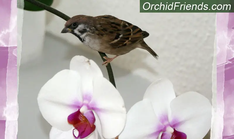 Are orchids safe for pets