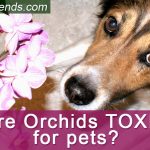 Are Orchids Toxic to Pets