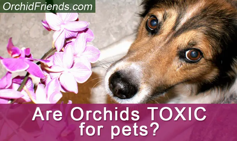 are cymbidium orchids bad for dogs